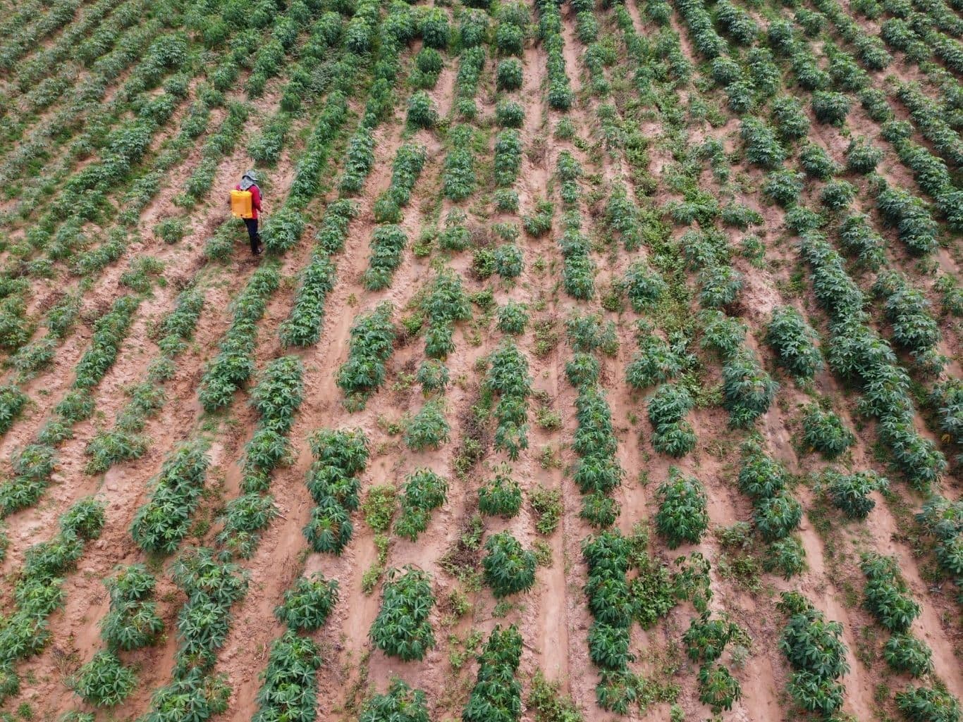 Pandangan udara petani menyemprot di antara barisan tanaman